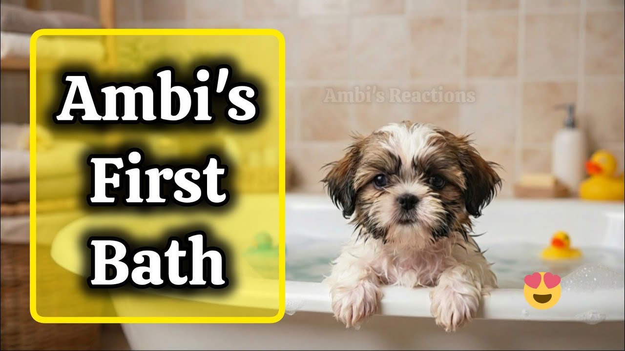 Ambi's First Bath🐶😍 | Shihtzu Puppy Bath Time #shihtzu #dogcare