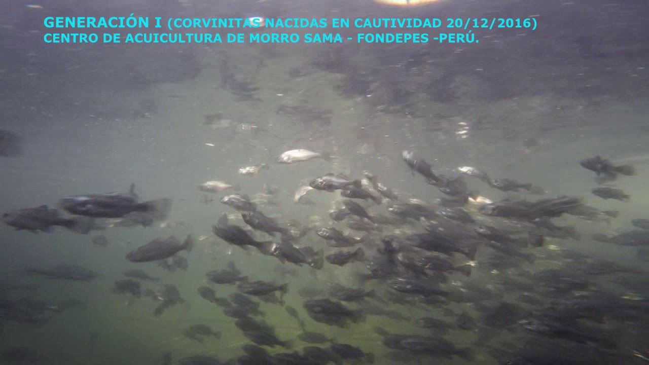 REPRODUCTORES Y PRIMERA GENERACI&Oacute;N  DE Cilus gilberti (CORVINA)