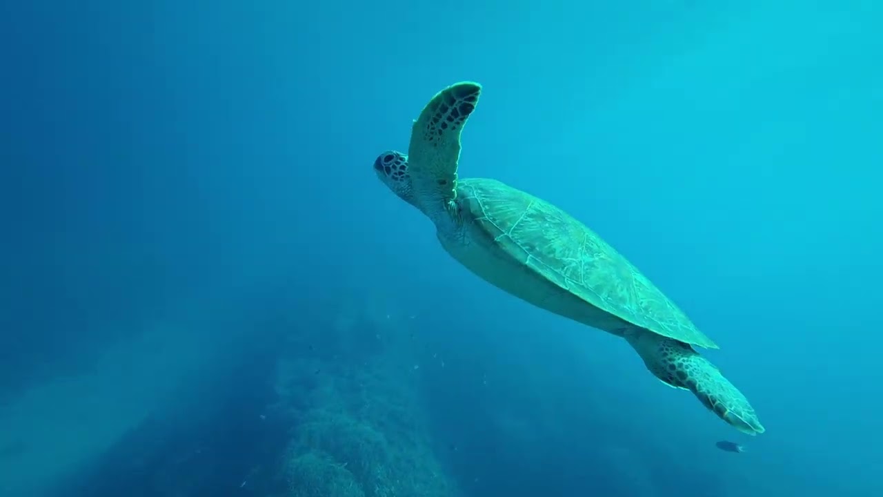 Snorkeling Okinawa