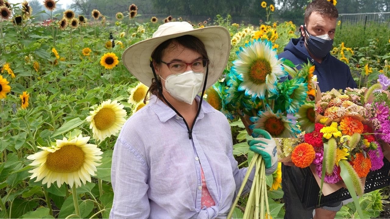 Massive Flower Harvest Heading To Market | And BLUE SUNFLOWERS?!?