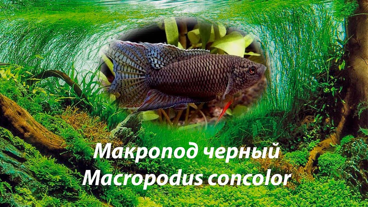 Макропод черный / Macropodus concolor