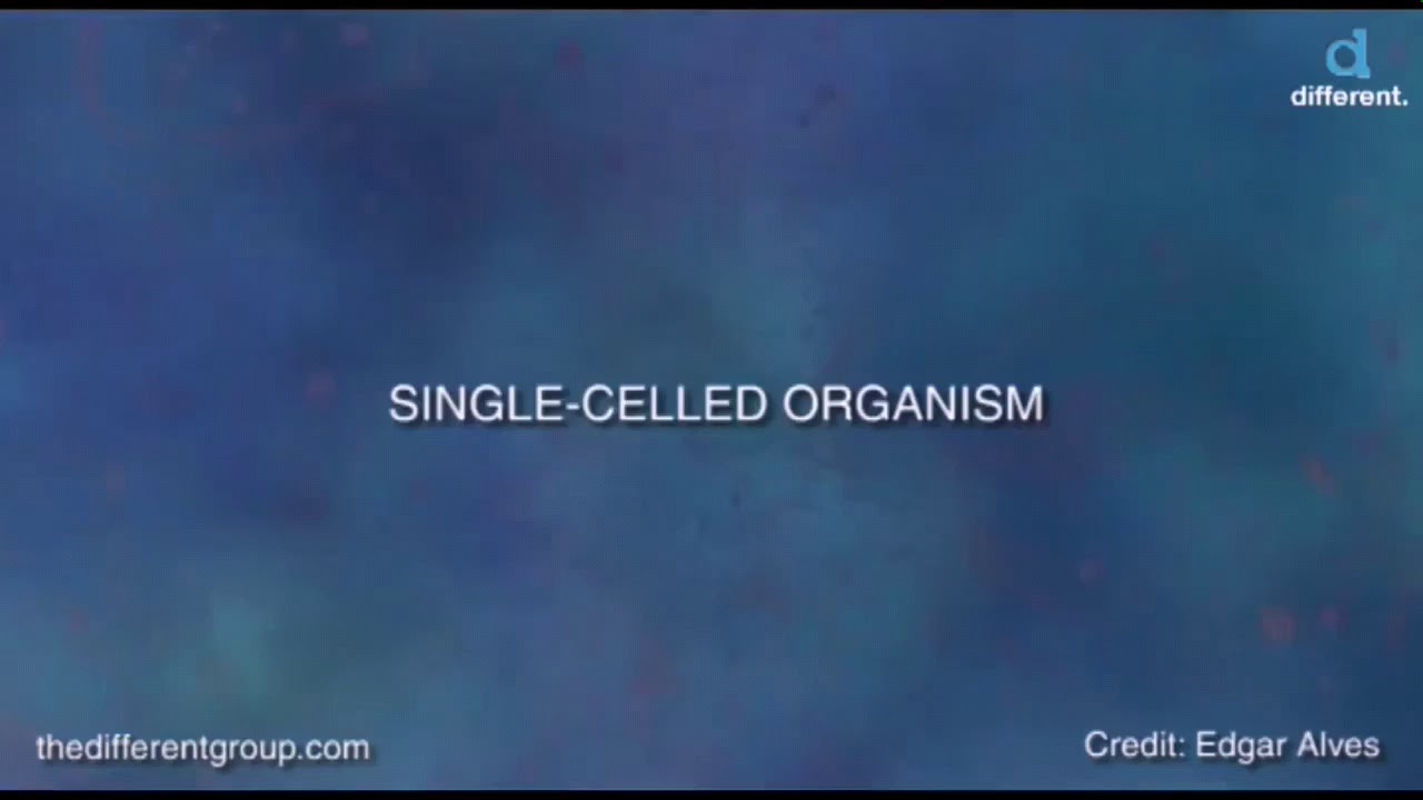 Micro Particle  to Macro Universe #Whatsapp Status #DNA #Galaxy