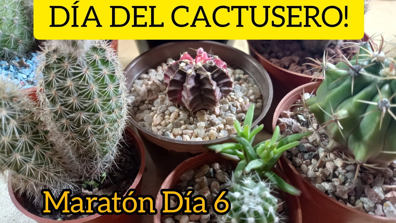 Cactus nuevos! Cactus variegado Marat&oacute;n  #cactus #cactusvariegado #jardin #lasplantasdegeral