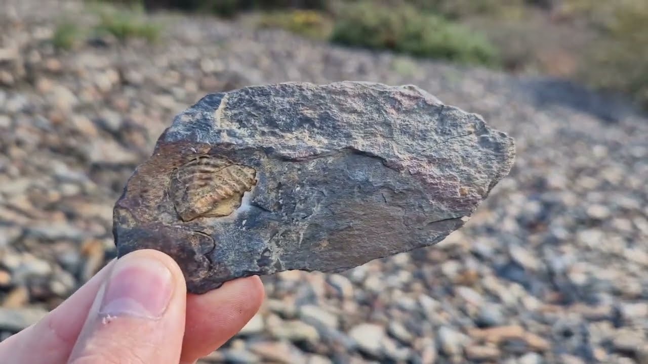 [Fouille Fossile] - Des trilobites dans la Manche