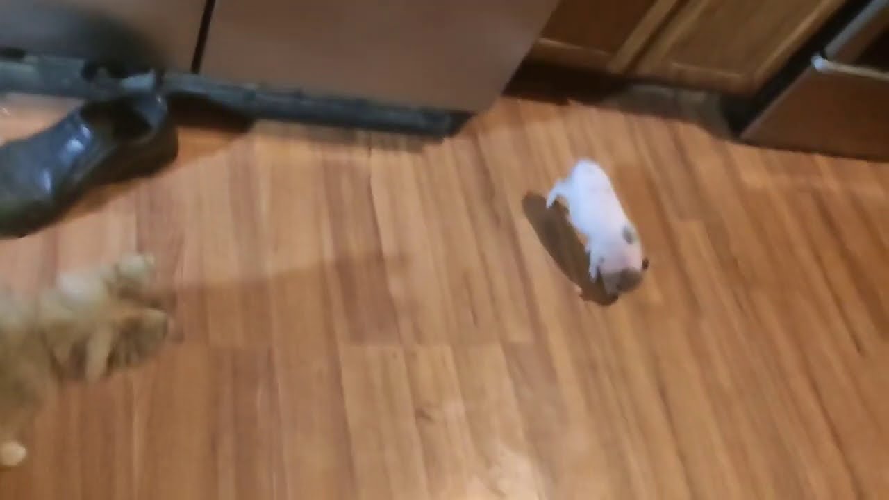Squealing mini Pig