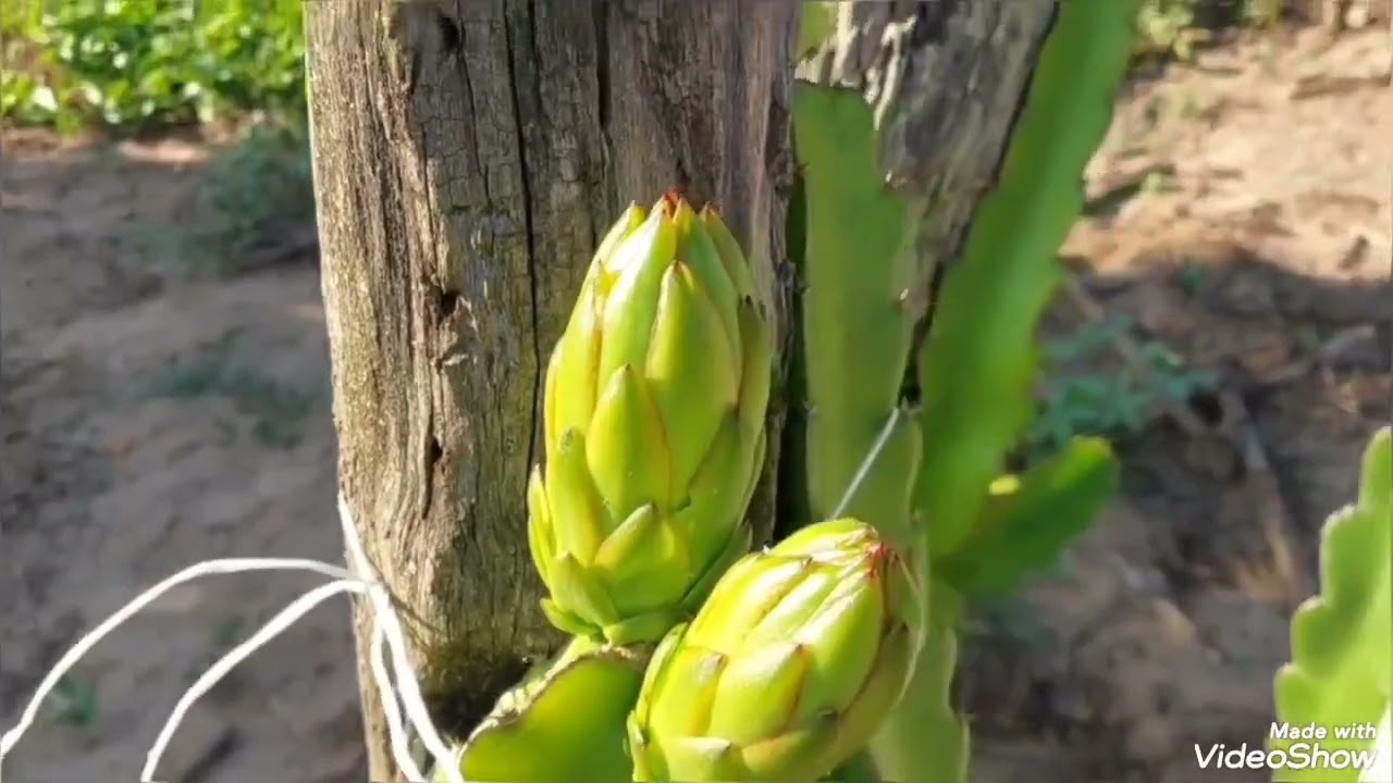 Plantação de melancia  pitaya  e colheita de manga  