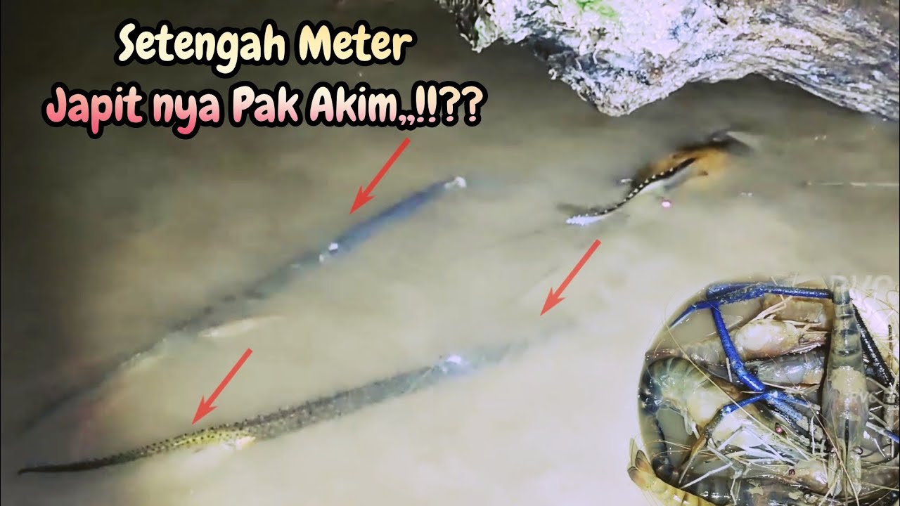 CARA MENANGKAP UDANG GALAH DI SAAT PERANGKAP IKAN DI PENUHI AIR||NELAYAN SUNGAI SIAK  #fishtrap