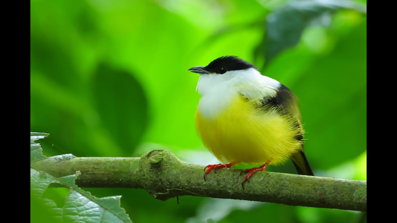 Costa Rica Février 2025