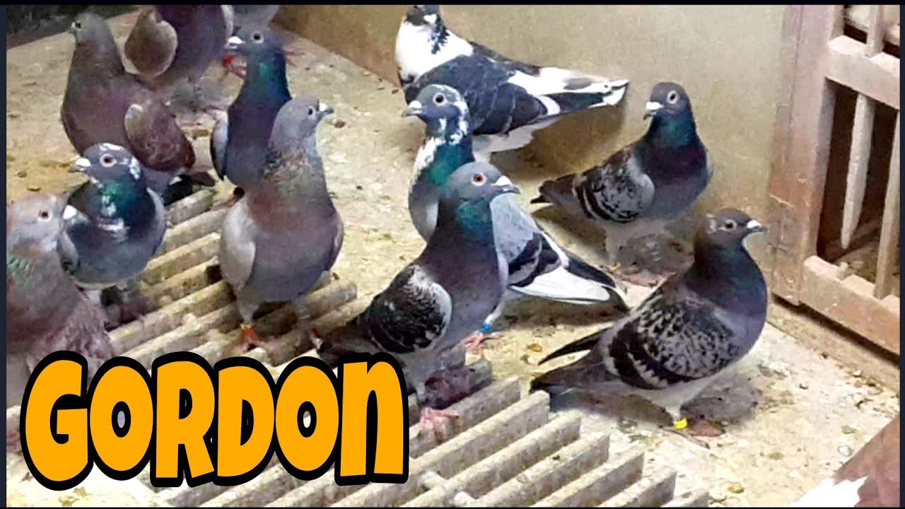 By Request / Morris Gordon / All Colors