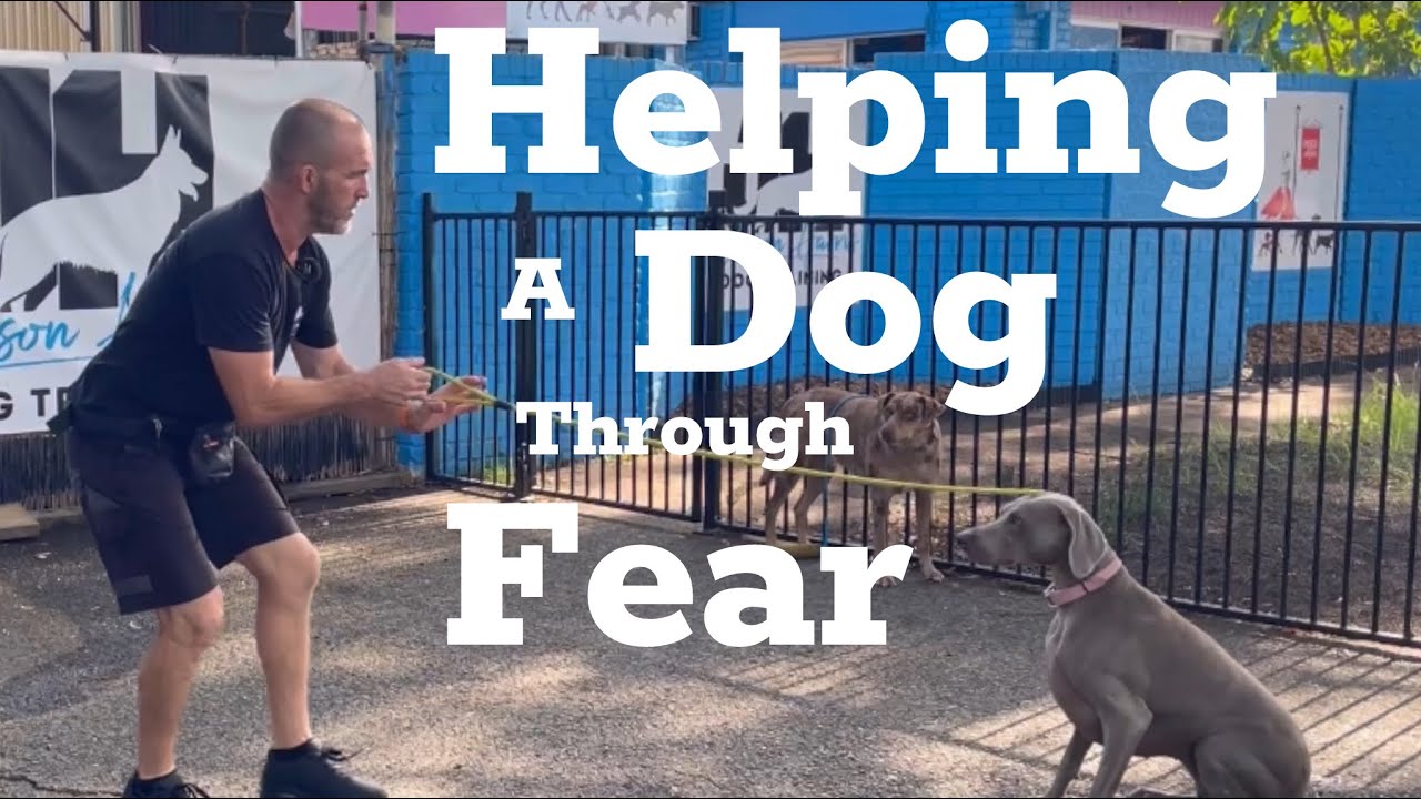 How to help your dog work through fear