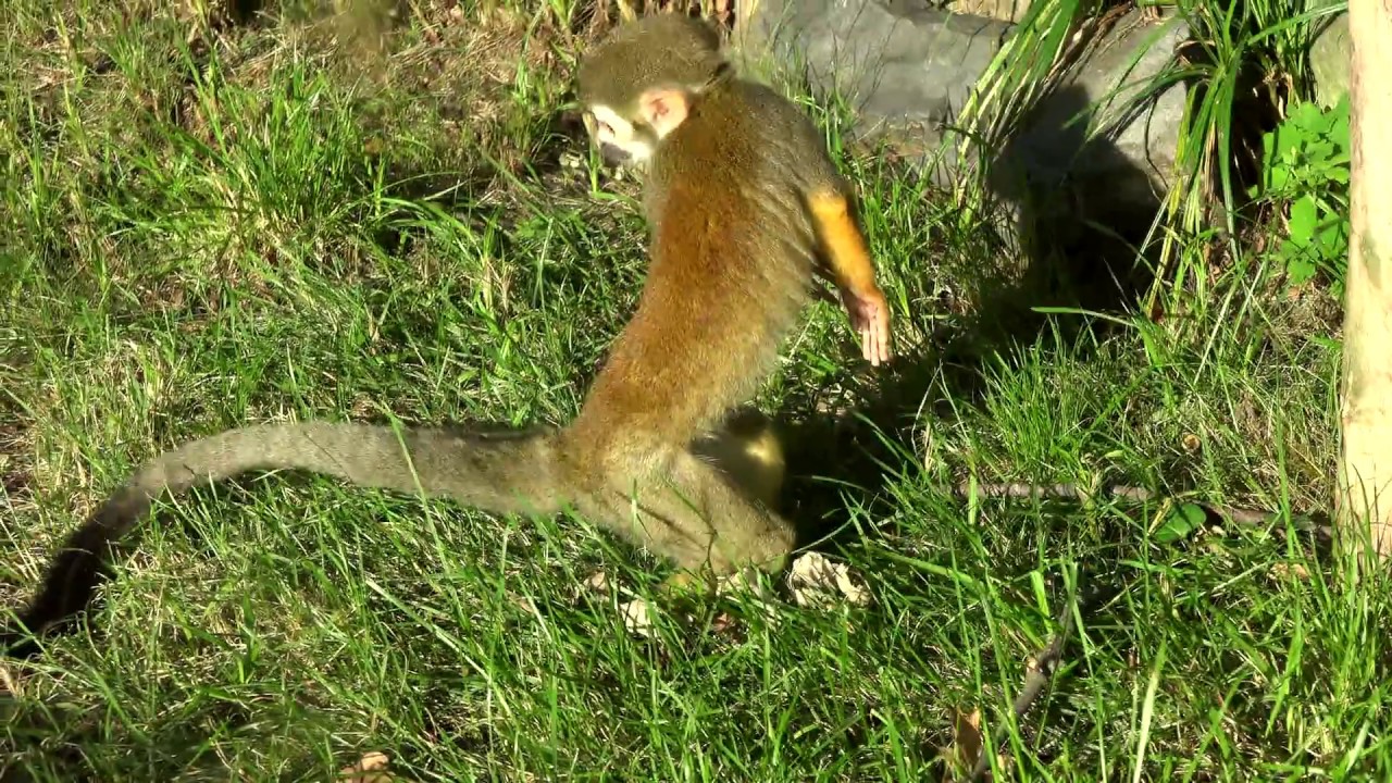 COMMON SQUIRREL MONKEY   ZOO IN OPOLE