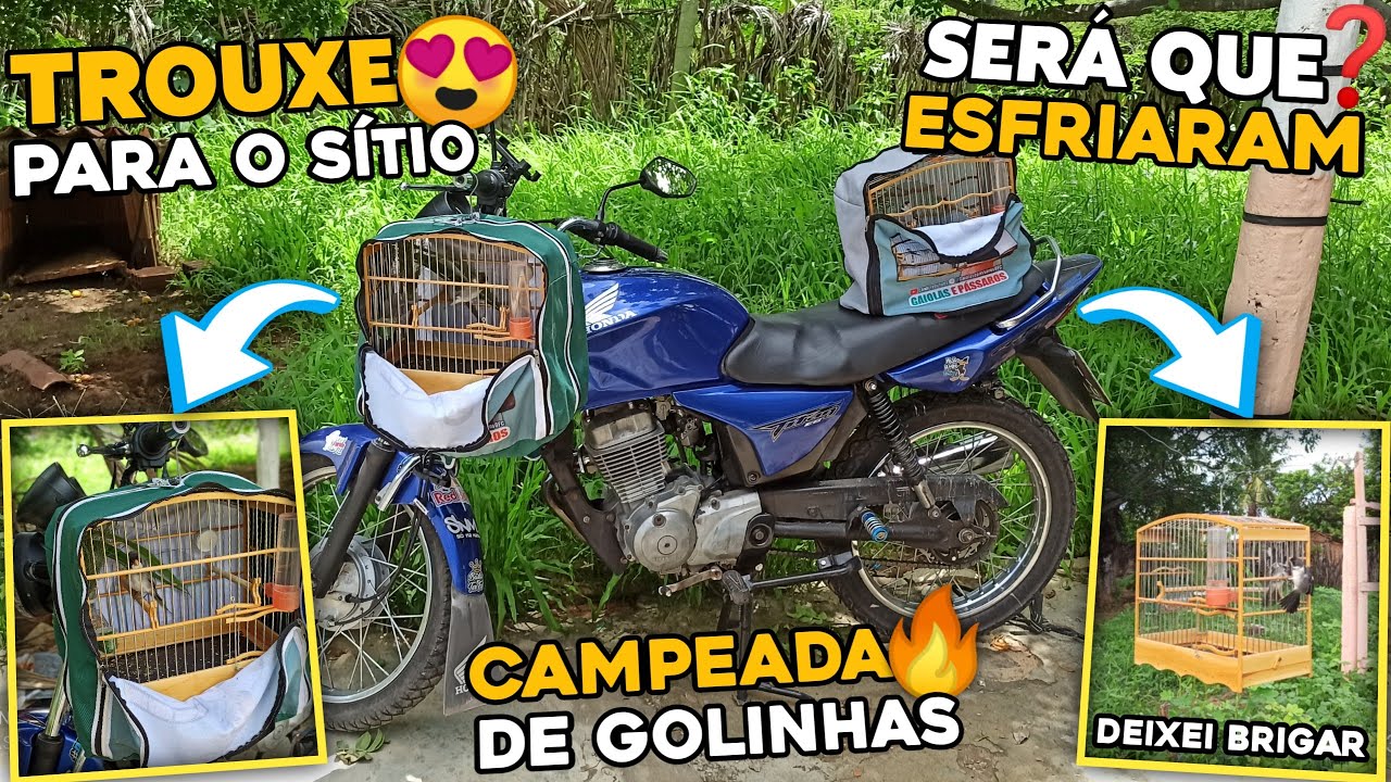 🌵CAMPEADA COM OS GOLINHAS NO SÍTIO | DEIXEI O GOLINHA NOVATO BRIGAR! (Será que esfriou? 🥶)
