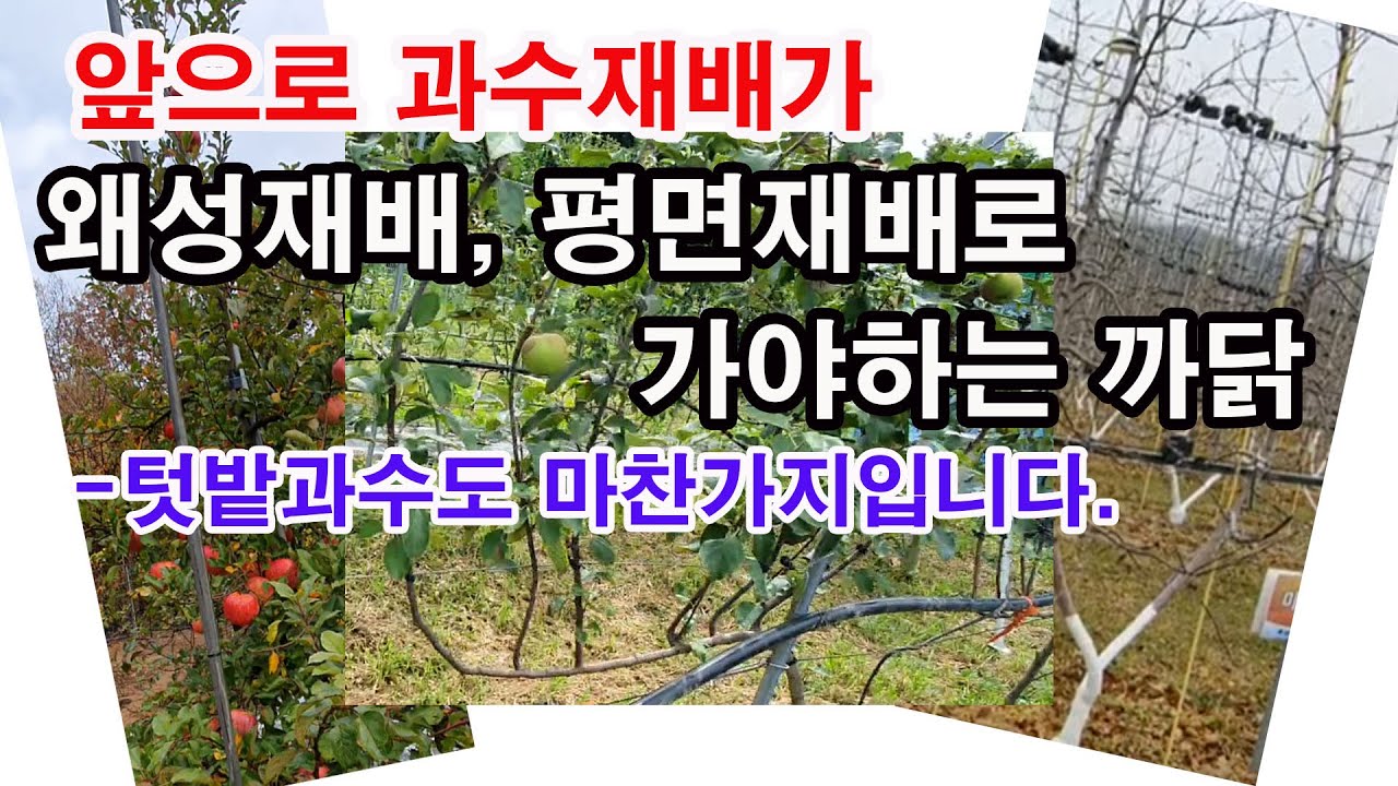 앞으로 과수 재배가 왜성재배, 평면재배로 가야 하는 이유.-텃밭과수도 마찬가지입니다.(과일나무 심기, 과일나무 수형, 과수 재배, 왜성재배, 평면재배, 밀식재배, 텃밭 과수재배)