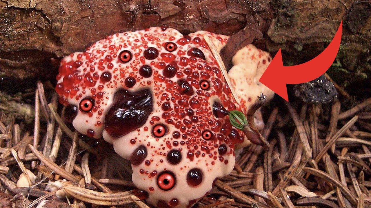 あなたの知らない奇妙な植物トップ10