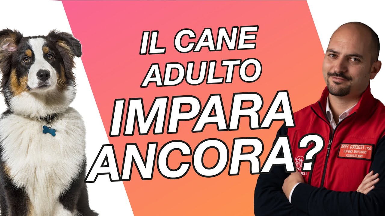 Il cane adulto impara ancora? - Cinofilia Facile