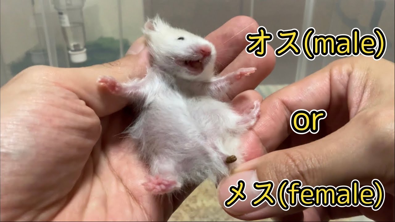 ゴルハムを雌雄判別してみた
