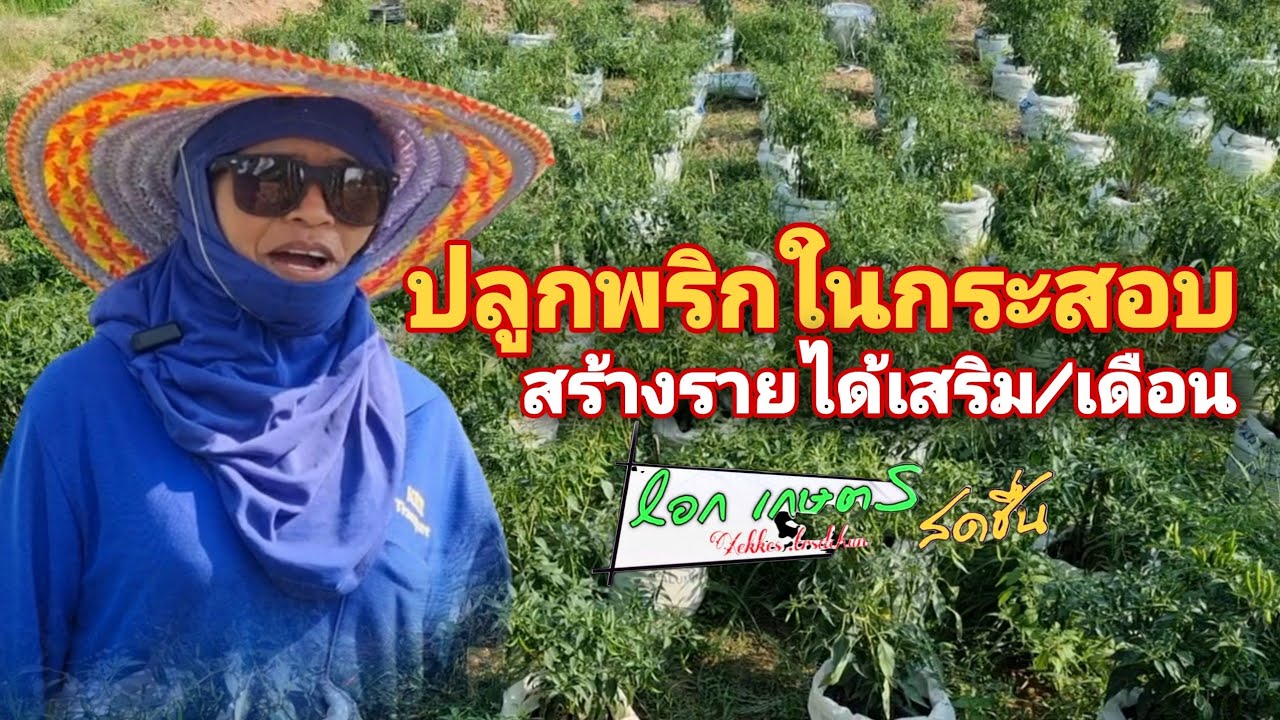 ปลูกพริกในกระสอบลงทุนนิดเดี่ยว ผลผลิตดกได้ผลตามใจสั่ง|เอก เกษตรสดชื่น