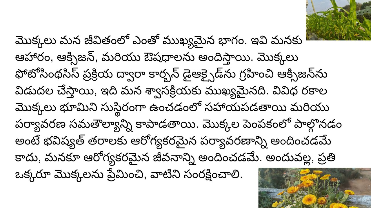 మా ఇంటి మేడ మీద వేసుకున్న కూరగాయలు  మరియు పువ్వుల మొక్కలు