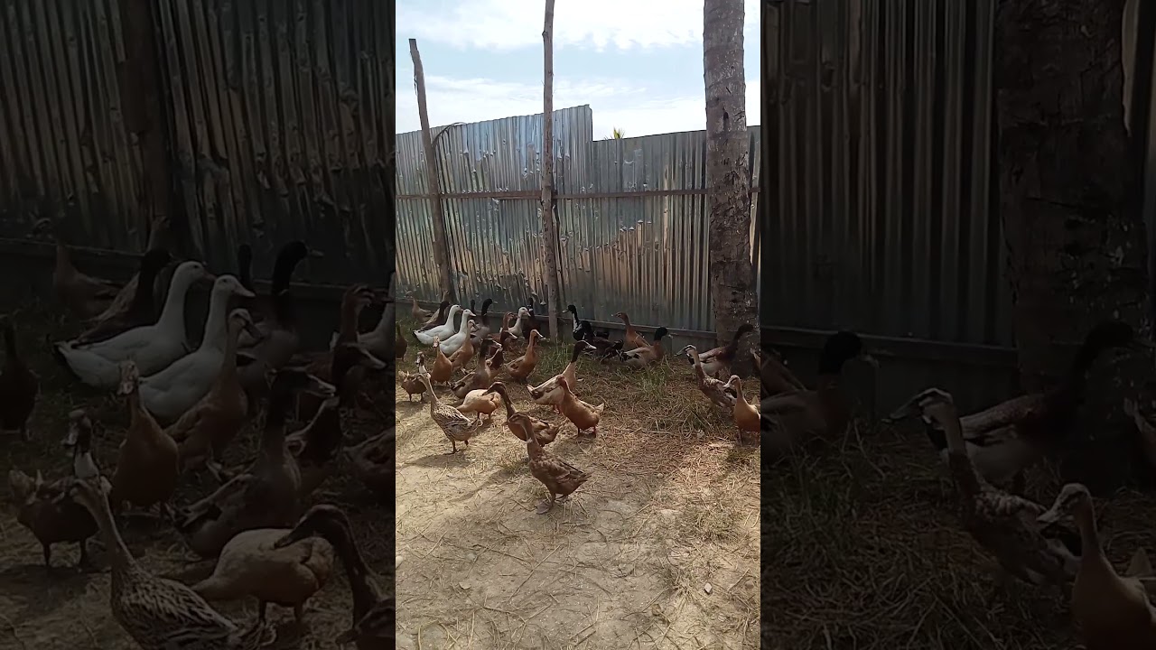 Induk bebek #masukberanda #peternakmuda