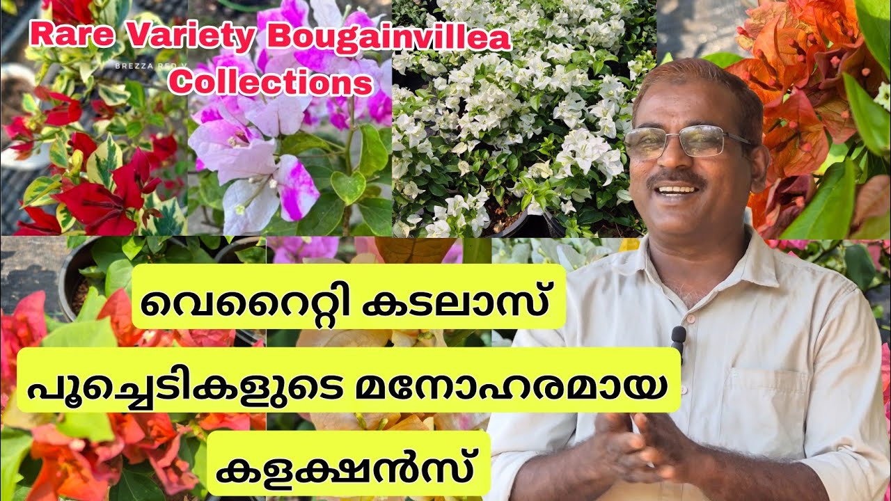 🪻🤩ഇതാ..നിങ്ങൾ ആഗ്രഹിച്ച വെറൈറ്റി കടലാസ് പൂച്ചെടികൾ 15+ Rare variety Bougainvillea plants for sale