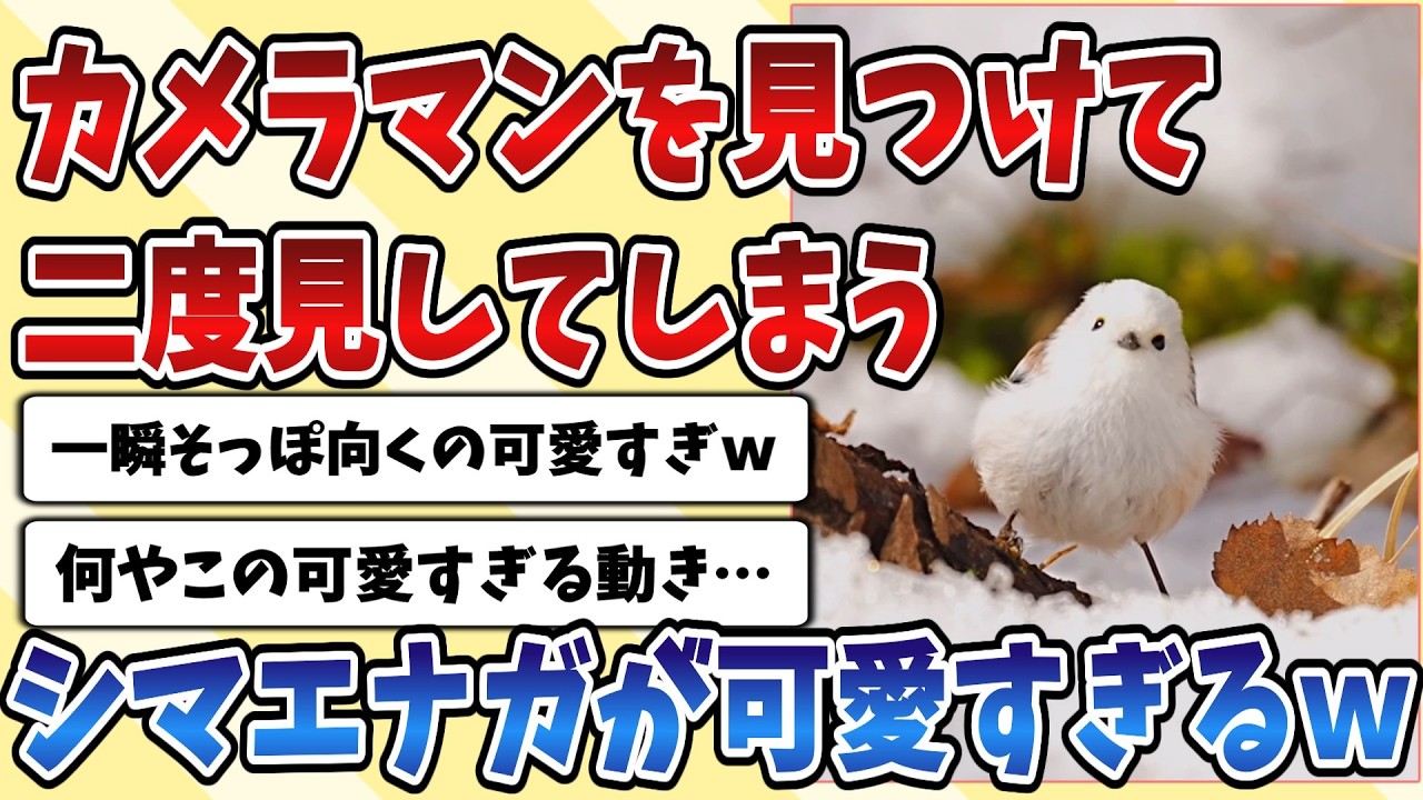 【2ch動物スレ】カメラマンを見つけて二度見してしまう【シマエナガ】の可愛すぎる行動がこちらｗｗｗ