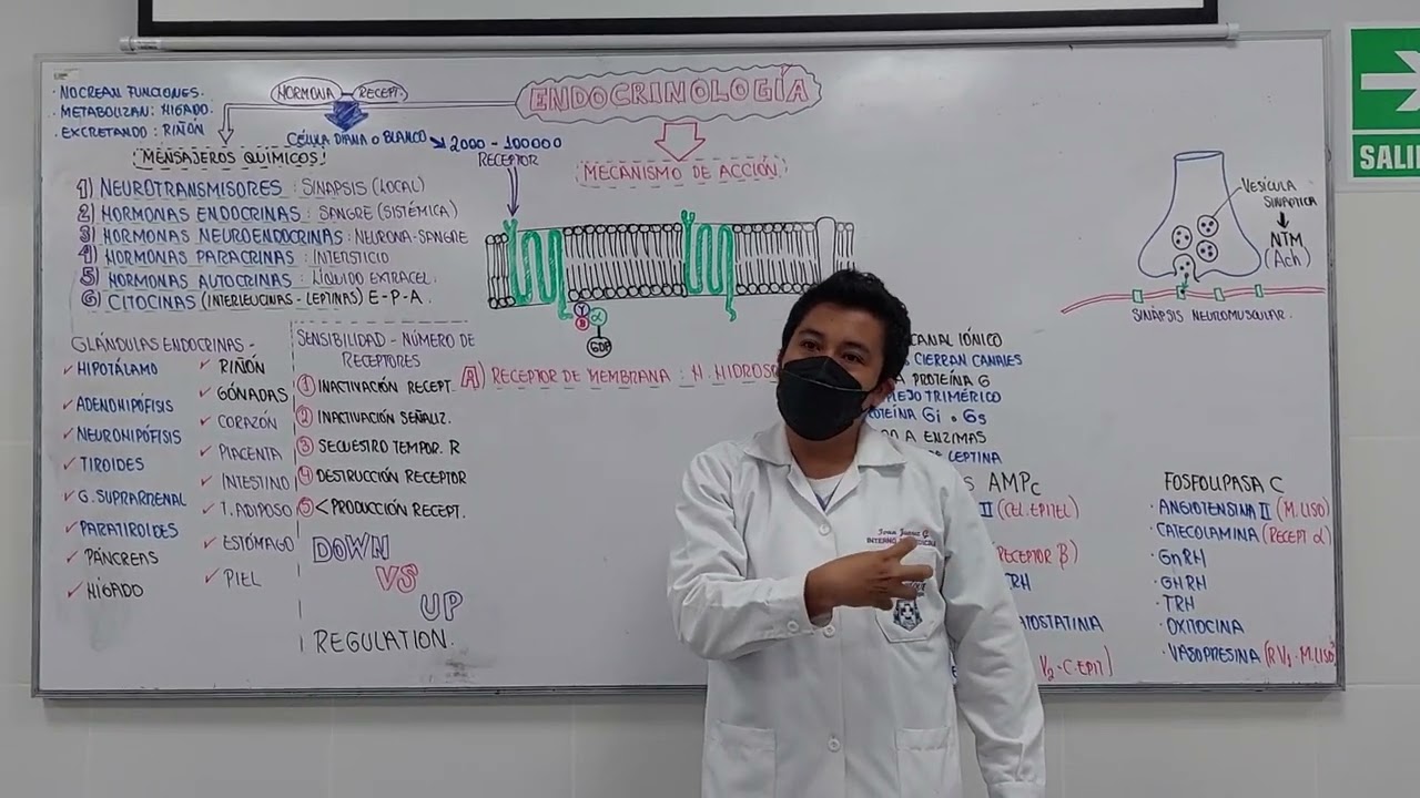 Sistema Endocrino (INTRODUCCI&Oacute;N) parte 1 - Guyton - Hibito - USS 2022