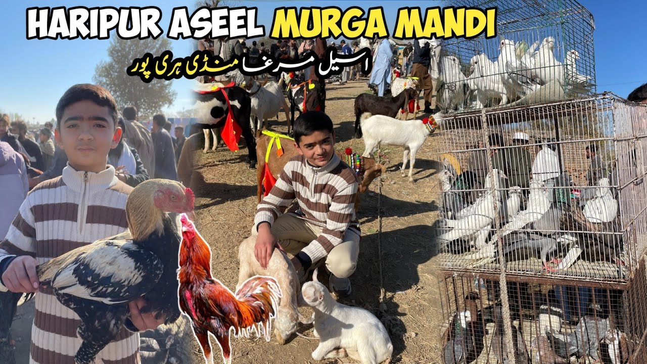 Thursday Aseel Murga Mandi Visit Vlog 😍|| Latest video Birds Market Cheapest Price Dec 2025
