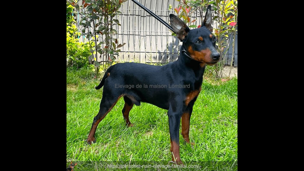 Présentation d'un étalon pinscher nain #chien #pinscher  #étalon