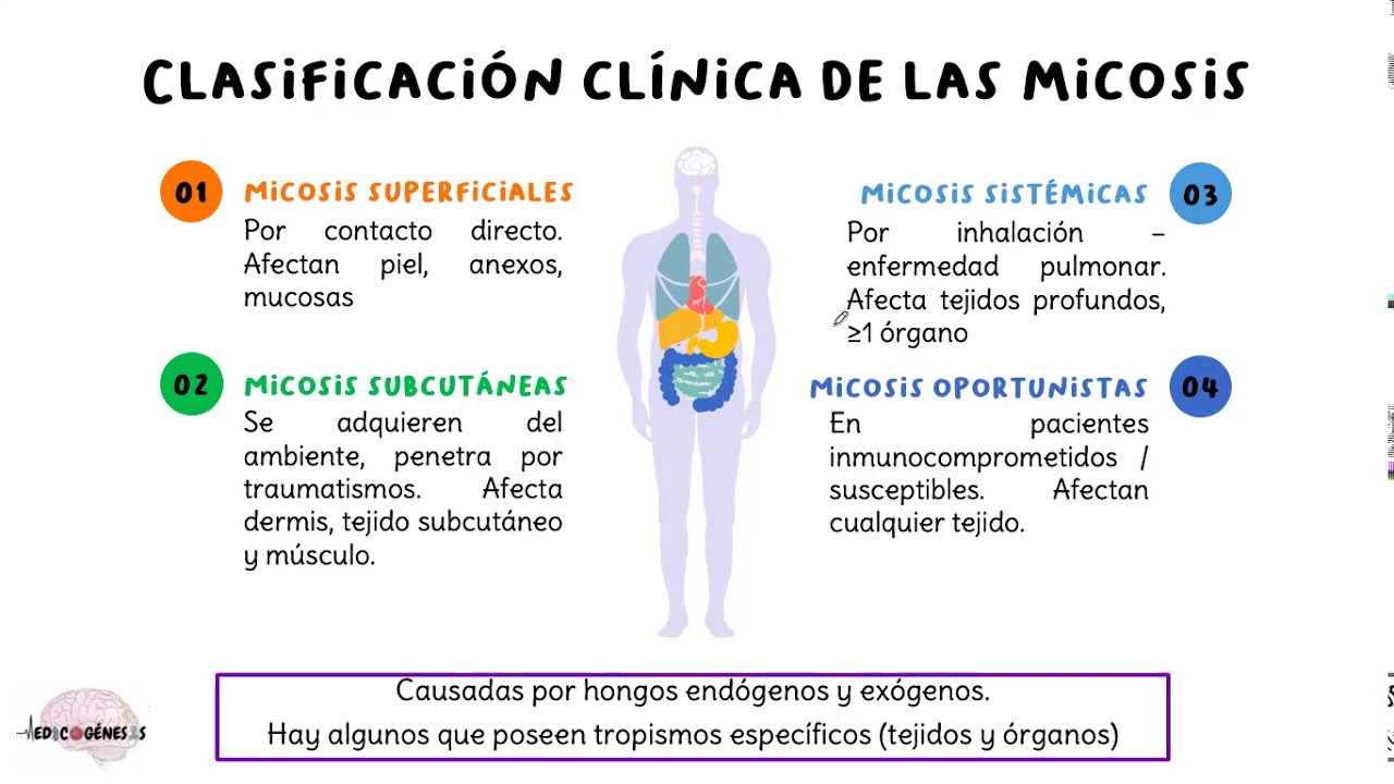 Generalidades de micolog&iacute;a
