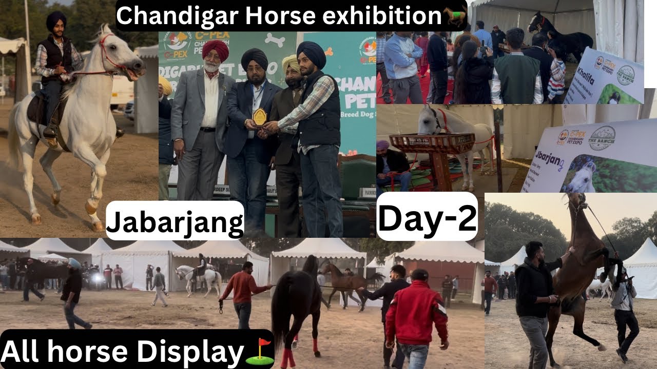Chandigarh Horse Exhibition da day-2🐎//Sare Ghodya da dita geda⛳️