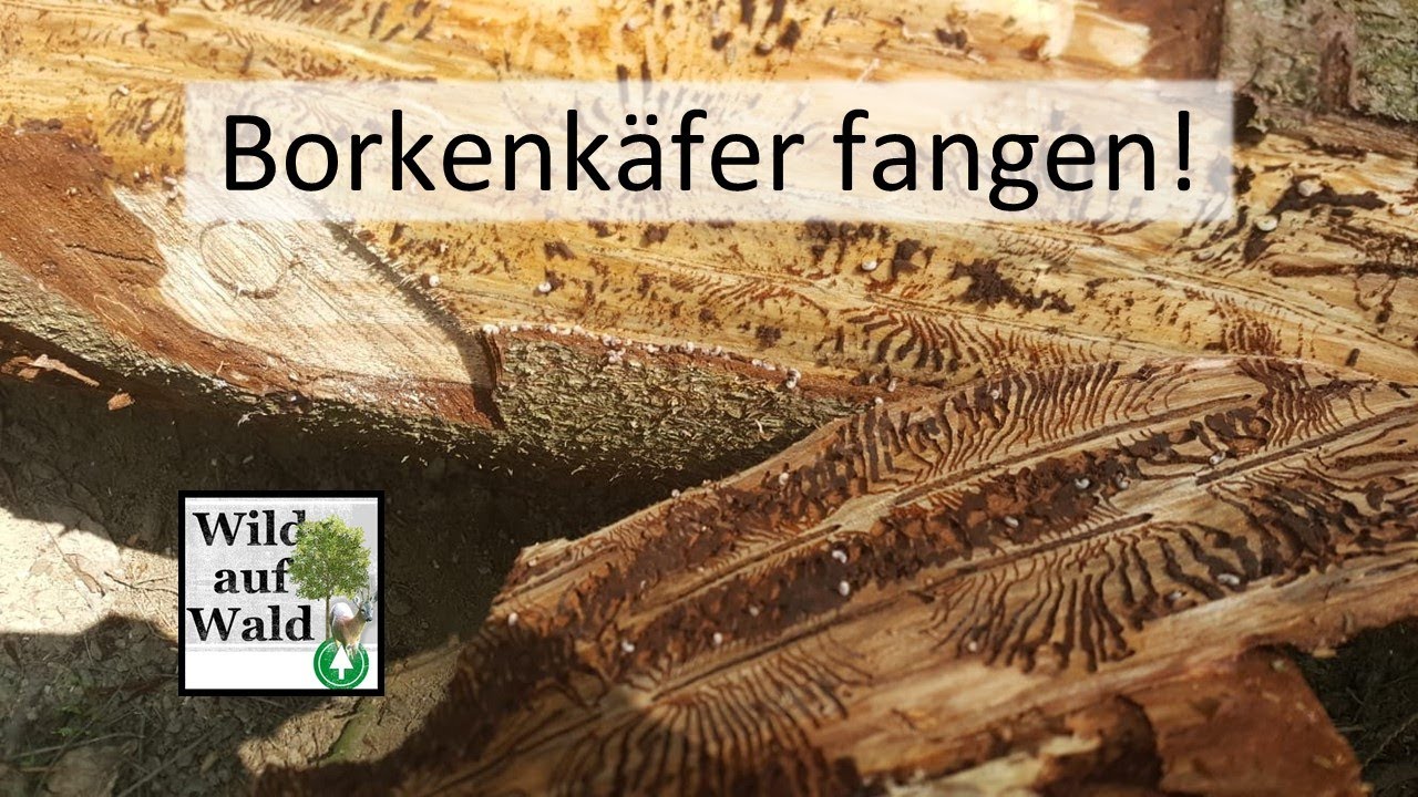 🌲Fichten Borkenkäfer mit Fangbäumen bekämpfen #wildaufwald