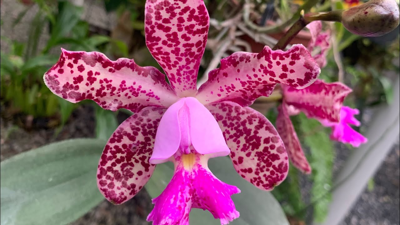 Muitas flores no orquidário e uma bela visita🌸🌺🌼