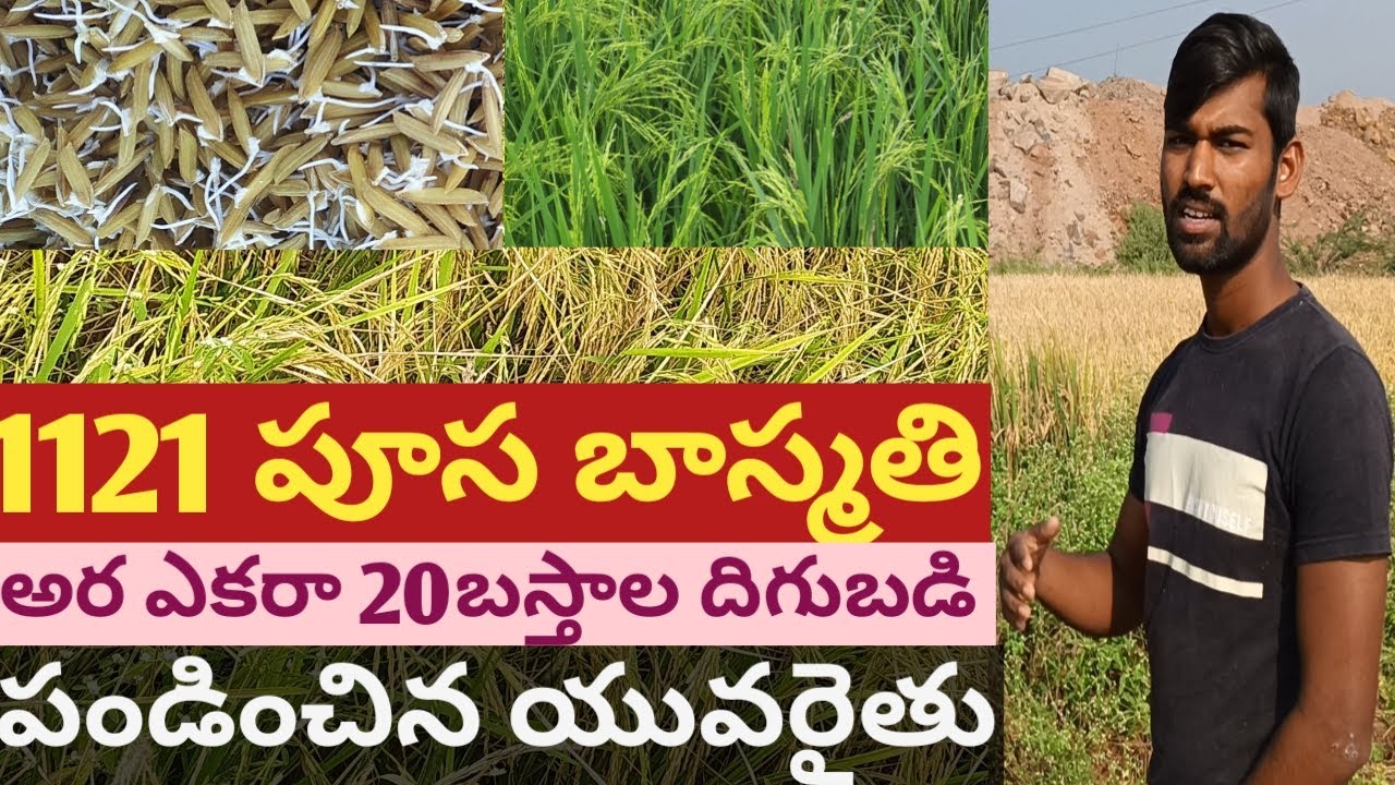 MTU 1121 Poosa basmati paddy cultivation|అంగడి కుర్మపల్లి యువరైతు అరఎకర 20బస్తాల దిగుబడి|THANVI A-Z|