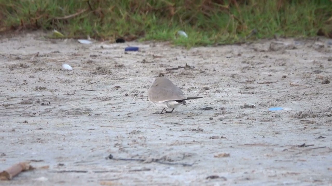 Small Pratincoles - Khawr Ad Dahariz - Oman 8-12-25 Howard Vaughan