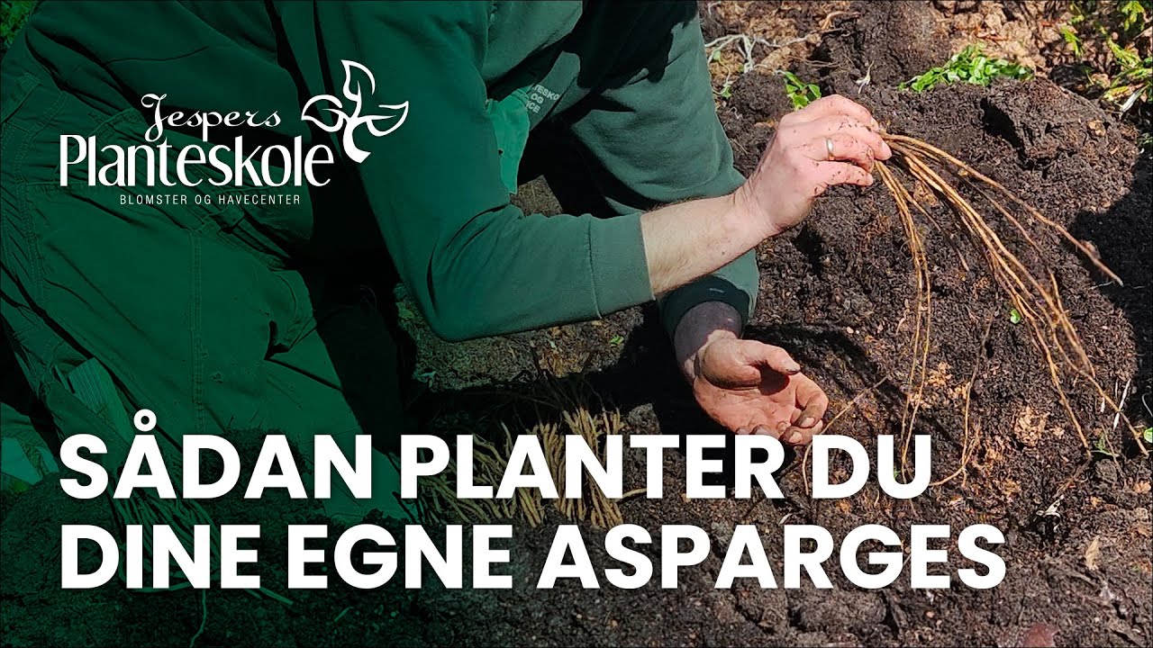 S&aring;dan planter du dine egne asparges