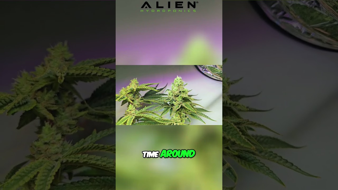AERO Grow #2 Trailer Week 6 - Epic Cannabis Colas  Perfect Light, Frosty Buds! #aero #hydroponics