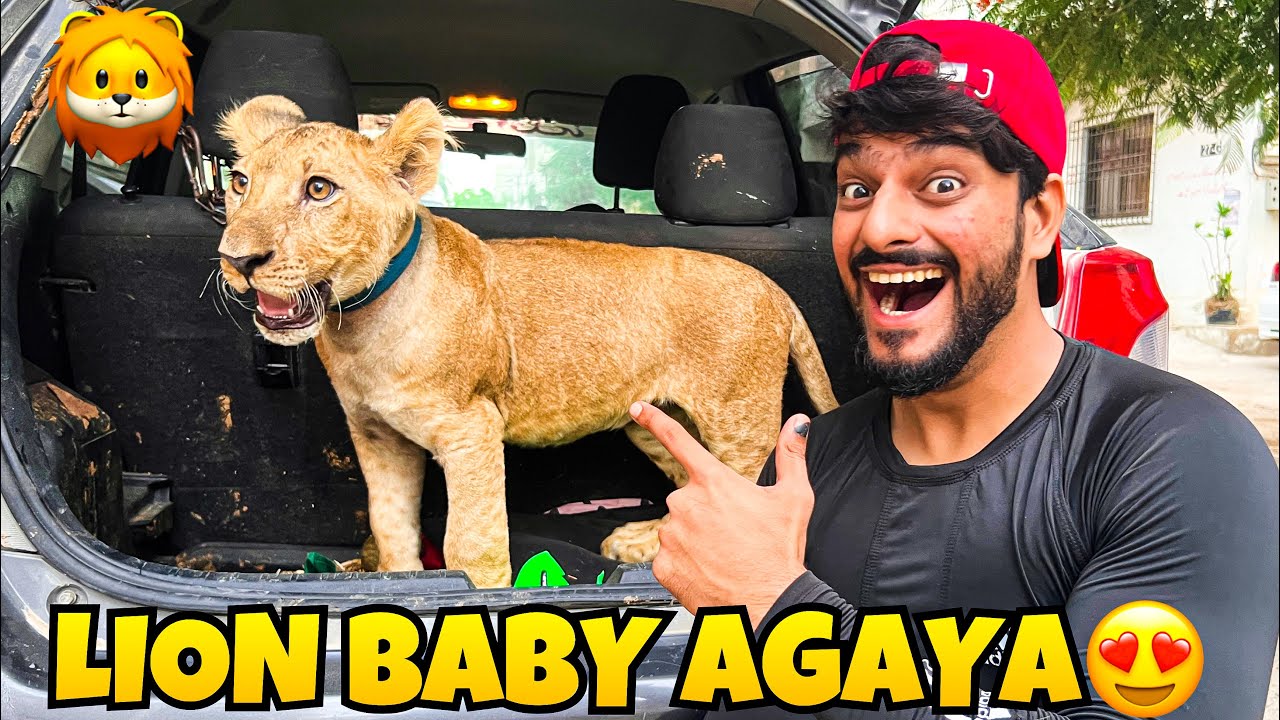 ALHAMDULILLAH LION BABY GHAR AGAYA😍 | New Mehman