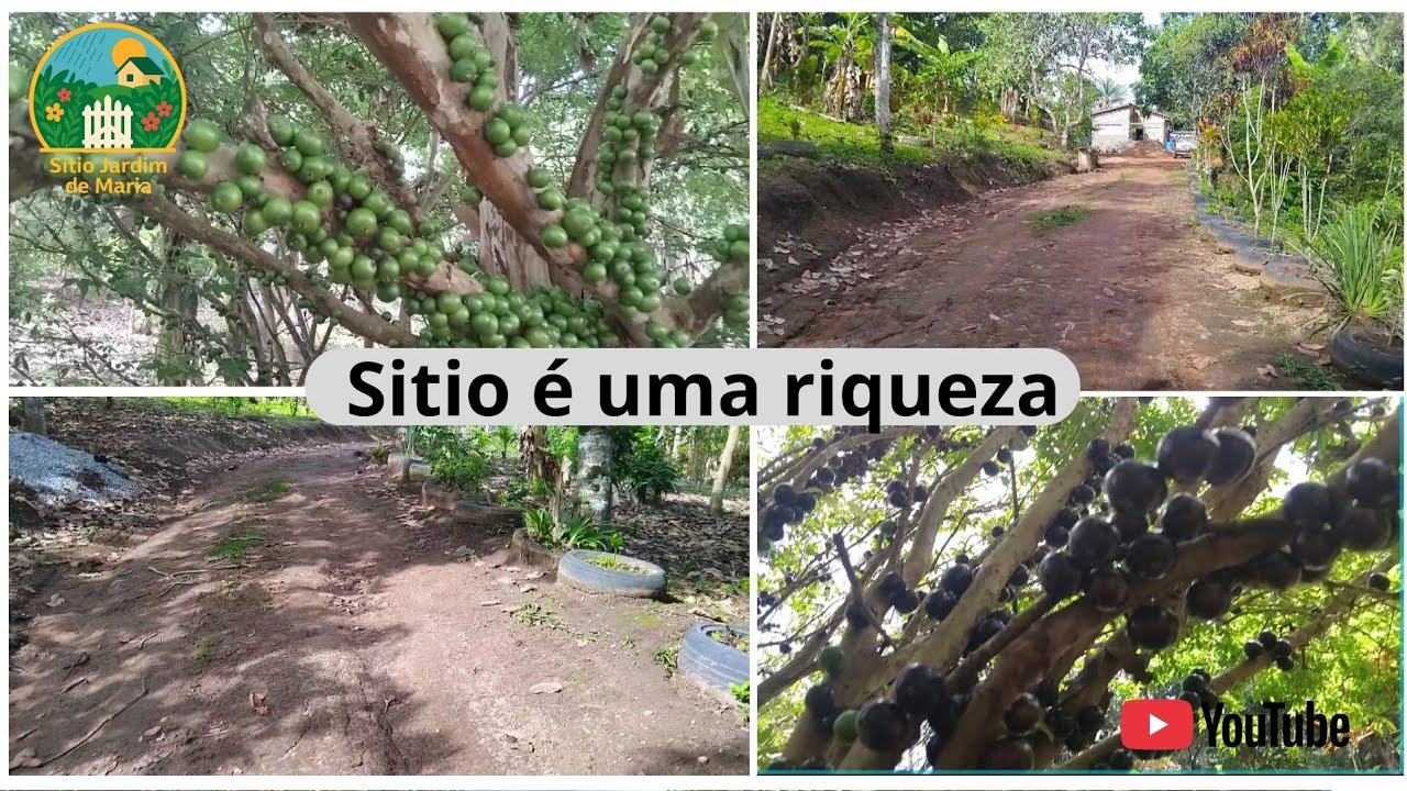MOSTRANDO UM POUCO DO SITIO,COMO ESTÃO AS FRUTIFERAS 