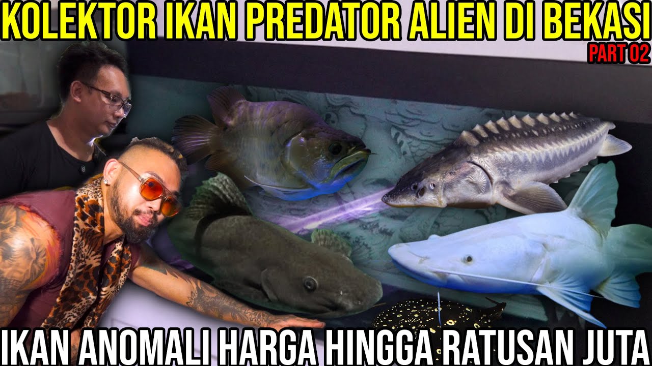 KOLEKTOR IKAN PREDATOR ALIEN DI BEKASI IKAN ANOMALI HARGA HINGGA RATUSAN JUTA #AudreyA