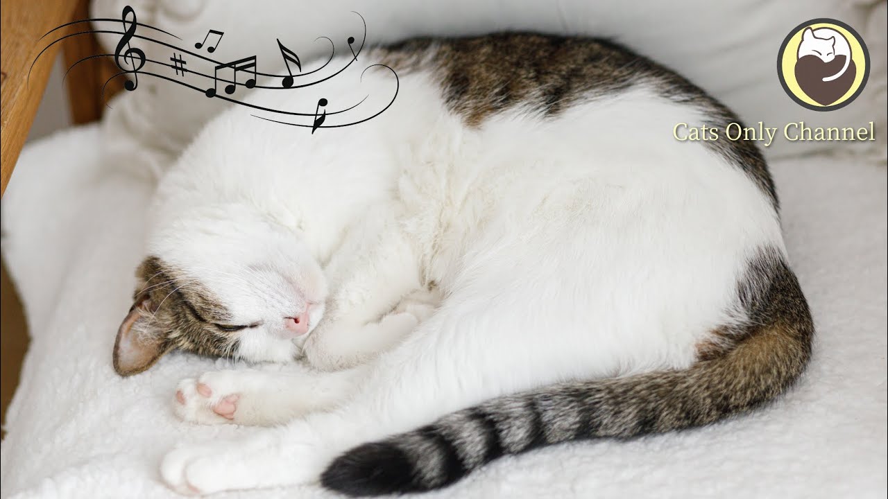 Music to Calm Cats - Relaxing Piano Music & Cat Purring Sounds / Stress Relief, Anxiety Relief