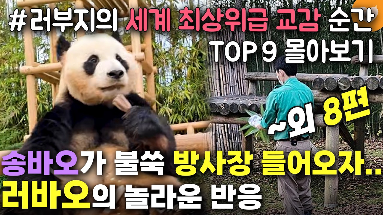 [러바오와 사육사의 엄청난 교감 모먼트 몰아보기] 강바오가 우리에 손 불쑥 집어넣자 러바오가 보인 반응 외 8편