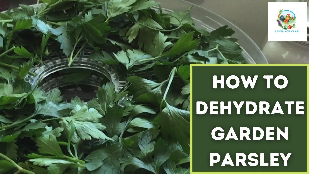 How To Dehydrate Parsley  |  Fresh From The Garden!