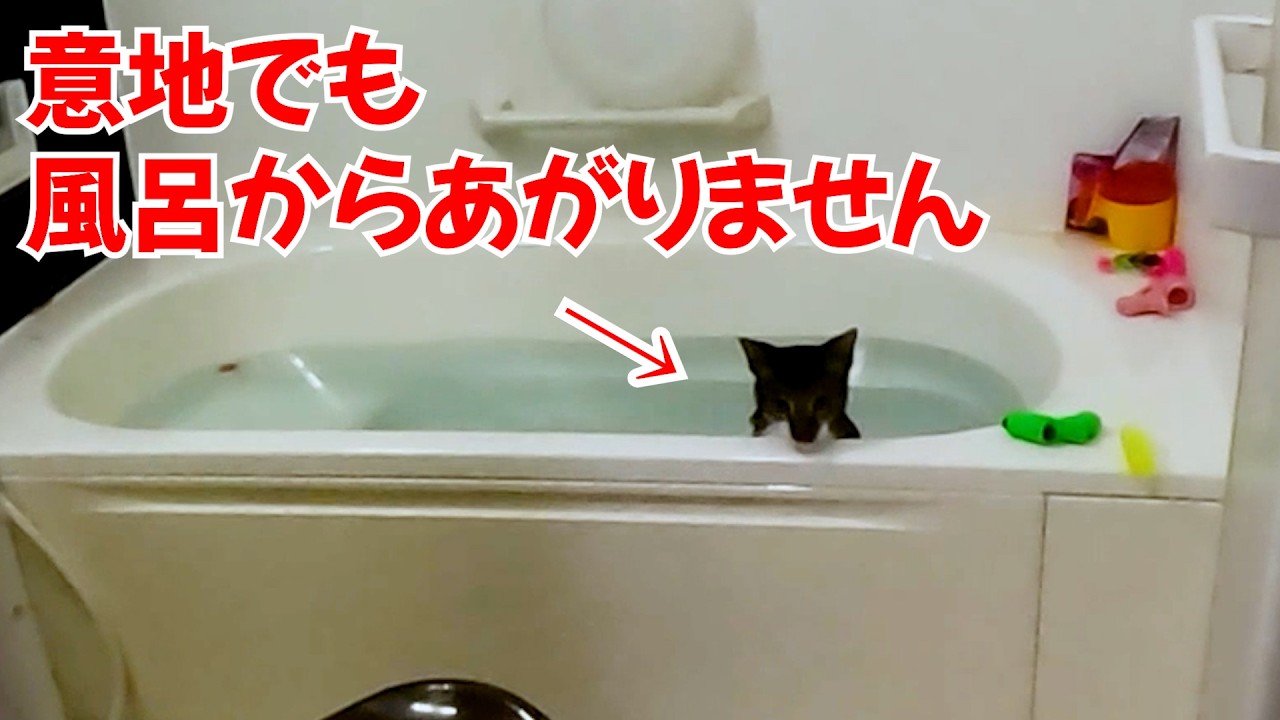 寒くなって来たから保護猫がお風呂に飛び込んで入浴後もすぐ温まれるのがこちらです