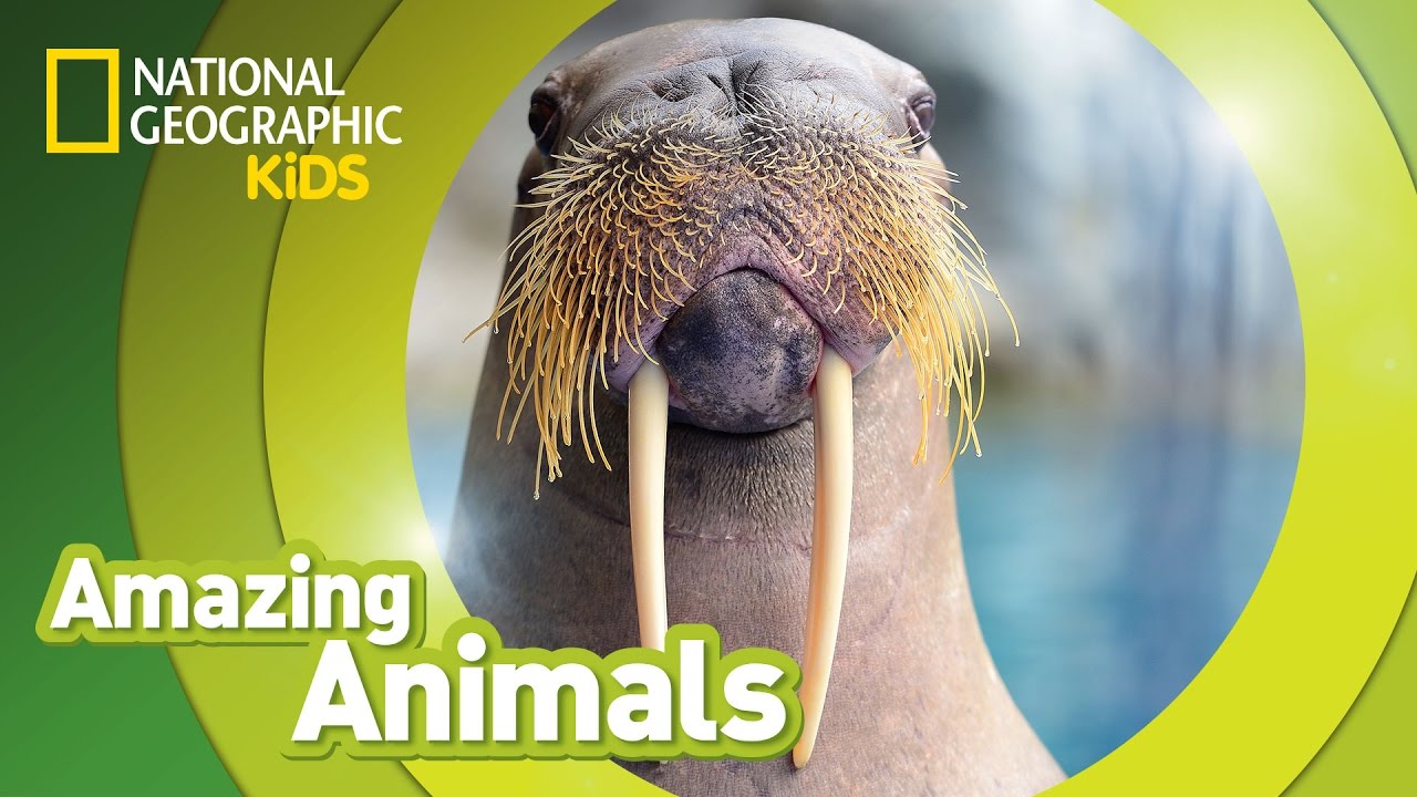 Walrus | Amazing Animals