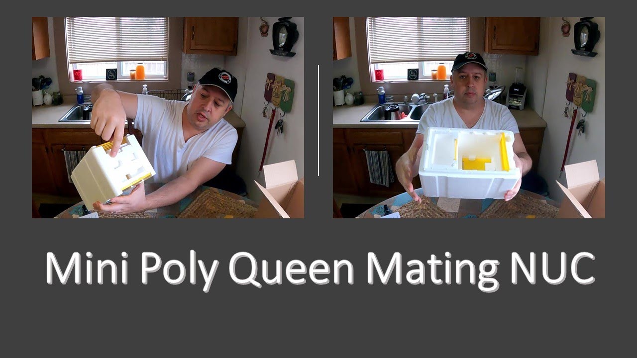 #beekeeping #honeybees Mini Poly Queen Mating NUC