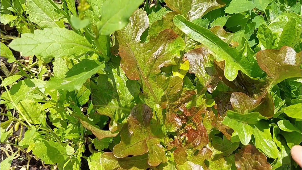 My spring organic vegetable garden in Australia | November 2025  in Melbourne | @pendujasinaustralia