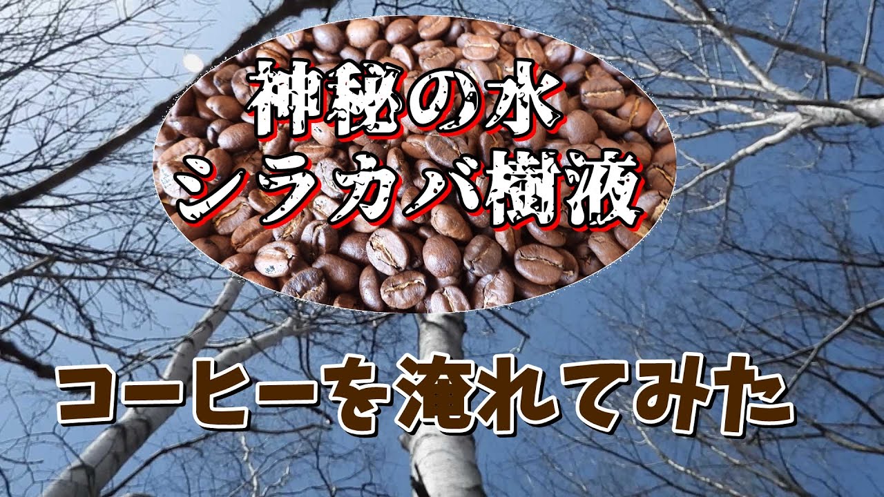 シラカバの樹液ってどんな味？飲んでビックリその美味しさに絶句！それで珈琲を淹れるとこれまたビックリ！