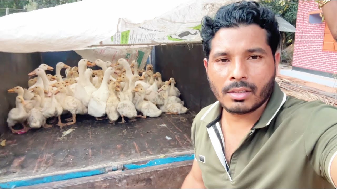 সব গুলো হাঁস বিক্রি করে দিলাম। 🦆🦆