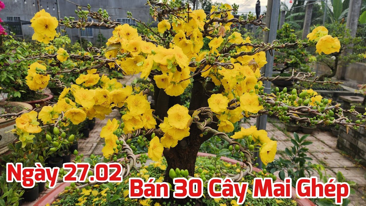Ngày 27/02 - Bán 30 Cây Mai Ghép