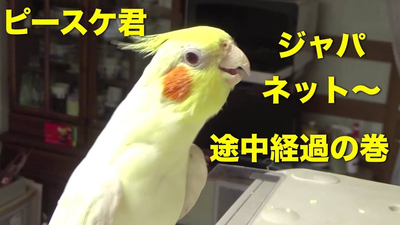オカメインコの歌「ジャパネット」途中経過でもうひと息。
